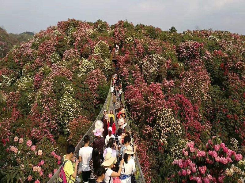 100-li Azalea National Forest Park