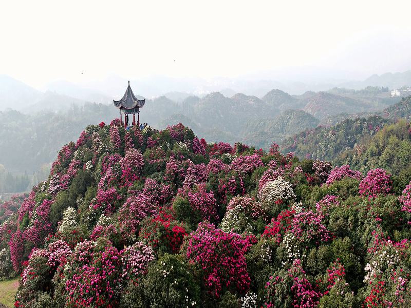 100-li Azalea National Forest Park