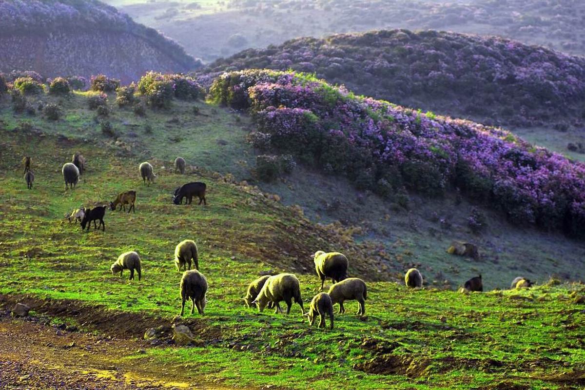 Wumeng Prairie